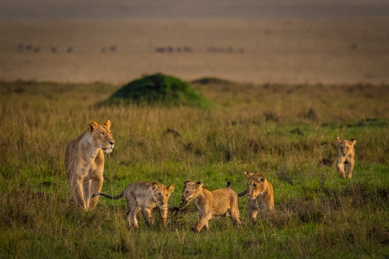 052 Masai Mara, leeuwen.jpg